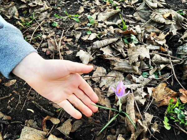 Crocus