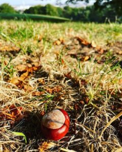 horse chestnut