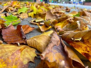 autumn leaves