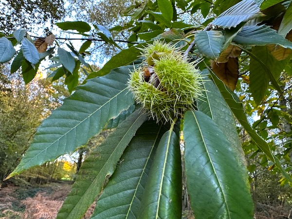 chestnut on a branch