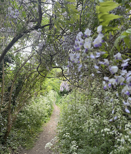 Sunny path lined with blooming cow parsley, nettle and hawthorn