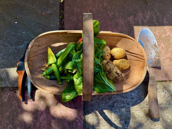 A wooden trug filled with courgettes, chard and potatoes, with secateurs and a trowel nearby, all on pink and grey patio stones in dappled sunlight. 