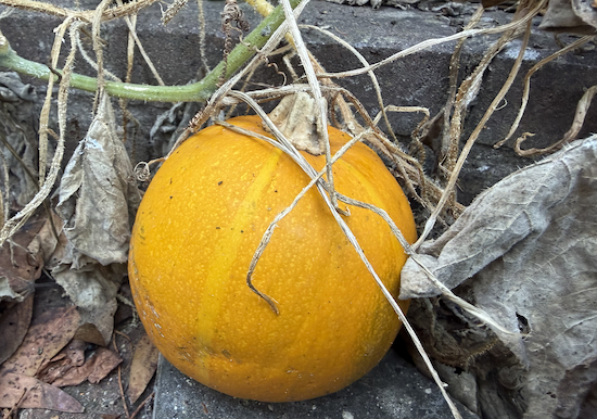 orange pumpkin